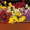 Wallflower Wizard 2 Pre-Planted Troughs