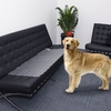 Indoor Electronic Pets Training Mat Pads Shock Scat Safe for Dogs Cats Furniture Protection Waterproof 60 * 12in
