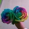 Yard Decoration Cute Plant Multi-colored Rose Seeds All Season Garden Balcony Flowers