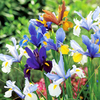 100 Days Flowering Collection Iris/Anemone/Allium (70)