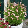 2 Litre Bedding Plants - Our Selection