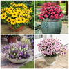 2 Litre Potted Bedding Plants - Lucky Dip (6 Plants)
