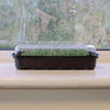 2 Windowsill Propagators + 4 FREE packets of seed