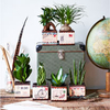 4 Airmail Pots + 4 FREE Plants