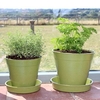 6 Bamboo Pot and Saucer - Sage Green (5 Pack)