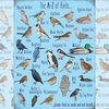 A-Z of Garden Birds Metal Sign