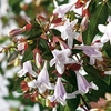 Abelia Grandiflora