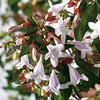 Abelia Grandiflora