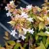 Abelia Grandiflora Francis Mason