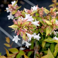 Abelia grandiflora 