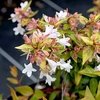 Abelia grandiflora 