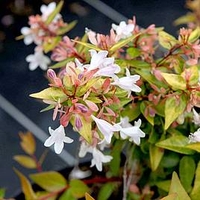 Abelia grandiflora 