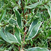 Abelia grandiflora Plant - Confetti
