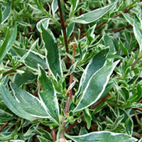 Abelia grandiflora Plant - Confetti