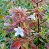Abelia grandiflora Plant - Sparkling Silver