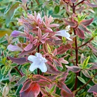 Abelia grandiflora Plant - Sparkling Silver
