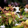 Abelia grandiflora Plants - 