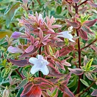 Abelia grandiflora 