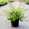 Abelia Kaleidoscope