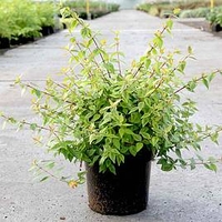 Abelia Kaleidoscope