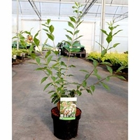 Abelia mosanensis Plant - Monia