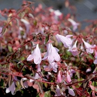 Abelia Pinky Bells