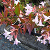 Abelia Plant - Grandiflora