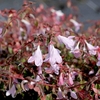 Abelia Plant - Pinky Bells® Noble®