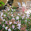 Abelia Plant - Sunshine Daydream