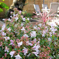 Abelia Plant - Sunshine Daydream