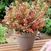 Abelia Plant - Sunshine Daydream