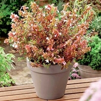 Abelia Plant - Sunshine Daydream