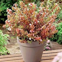 Abelia Plant - Sunshine Daydream