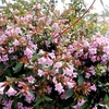 Abelia Planter - 