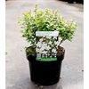 Abelia zanderi Plant - 