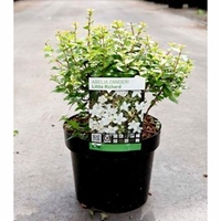 Abelia zanderi Plant - 