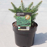 Abies balsamea Plant - Nana