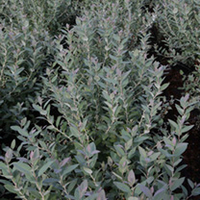 Abies balsamea Plant - Nana