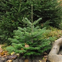 Abies Nordmanniana