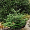 Abies Nordmanniana