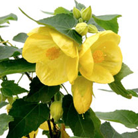 Abutilon Plant - Julia