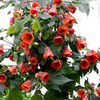 Abutilon Plant - Patio Red