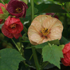 Abutilon Seeds - Bell Boy Mixed