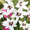 Abyssinian Gladioli