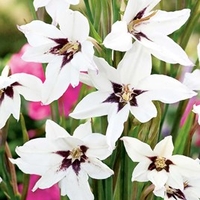 Abyssinian Gladioli