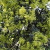 Acacia (Mimosa) Dealbata
