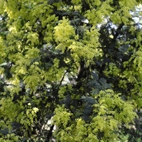 Acacia (Mimosa) Dealbata