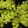Acacia (Mimosa) Dealbata Mini Standard