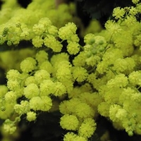 Acacia (Mimosa) Dealbata Mini Standard