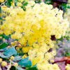 Acacia Plant - Pravissima